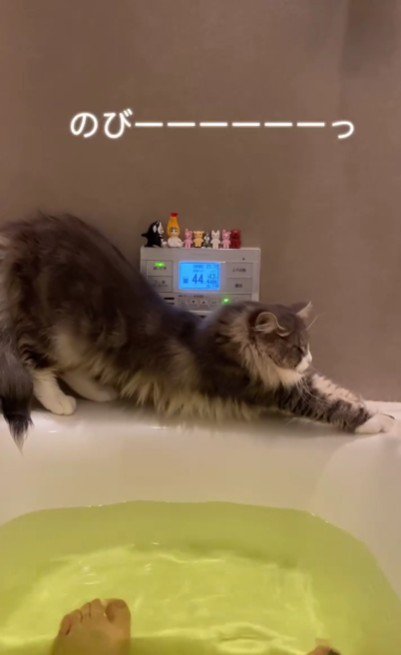 湯船の縁で伸びをする猫