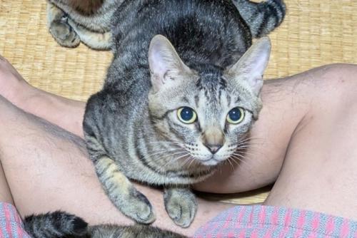 人の足元に手を添えて上を見上げる猫