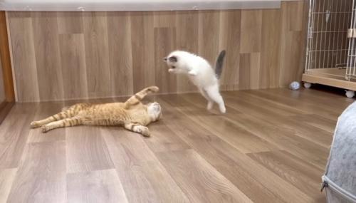 飛びかかり