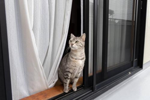 開いた窓と猫