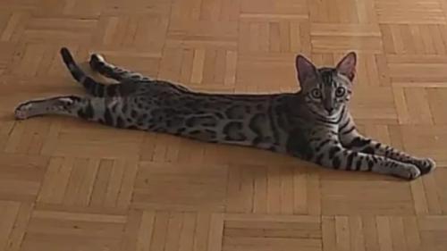 ペットカメラが撮影している猫