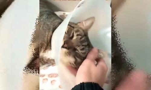 エリザベスカラーをした猫