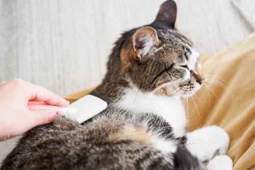 ブラッシングされる猫