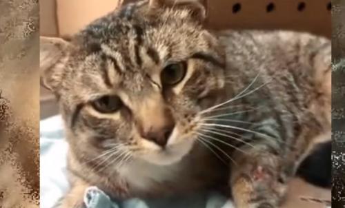 前足を怪我したキジトラ猫