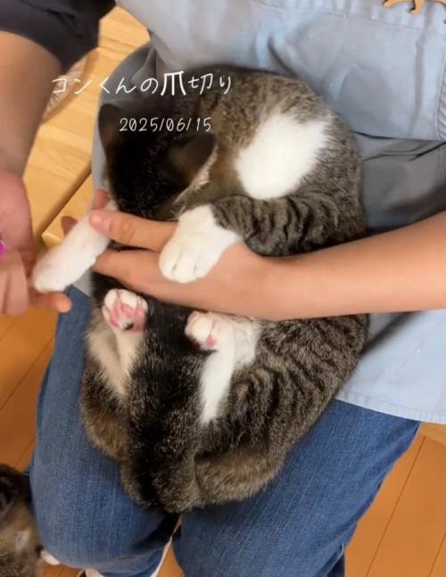 手を伸ばす猫