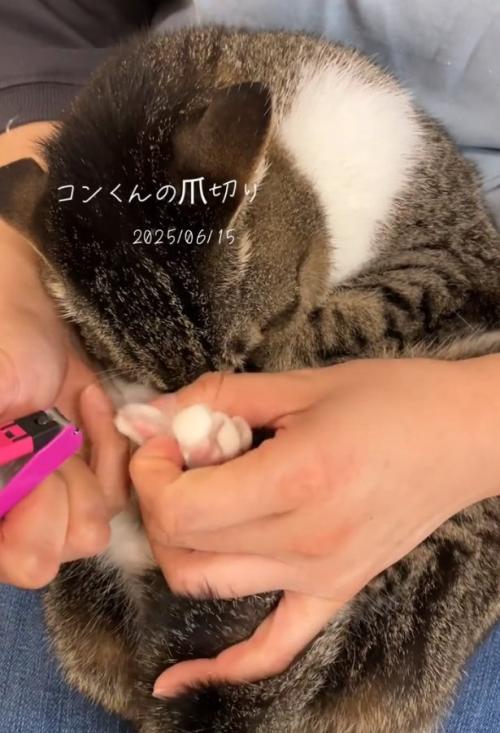 爪を切られる猫