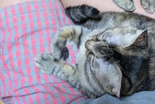 膝の間でくつろぐ猫