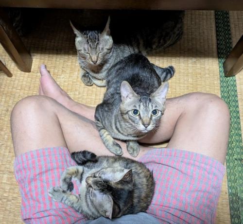 座る人の足元に寄り添う3匹の猫