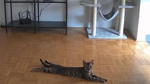 ペットカメラが撮影している猫