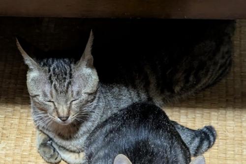 テーブルの下でウトウトする猫