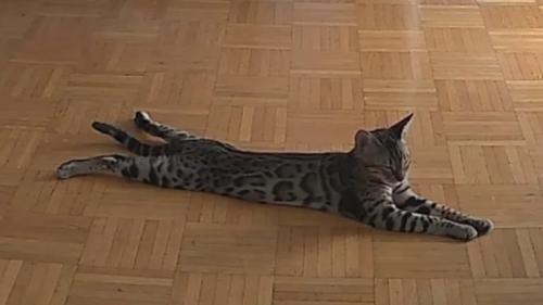 ペットカメラが撮影している猫