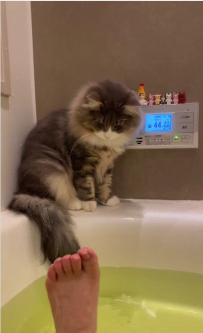 湯船の縁に座っている猫