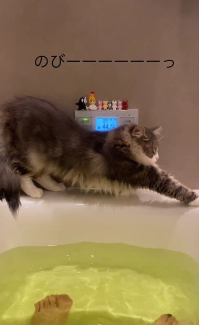 湯船の縁で伸びをする猫