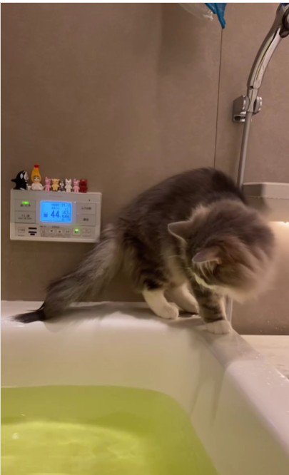 湯船の縁を歩いている猫