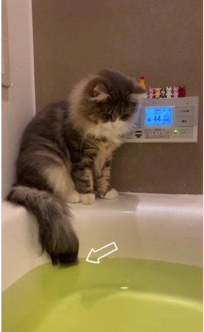 湯船の縁に座っている猫