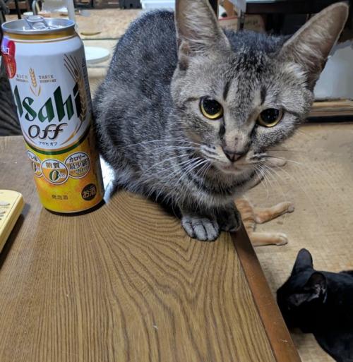 発泡酒と猫