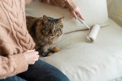 猫の抜け毛を粘着テープで取る人