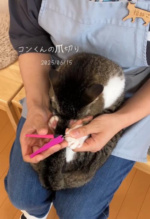 爪切りする猫