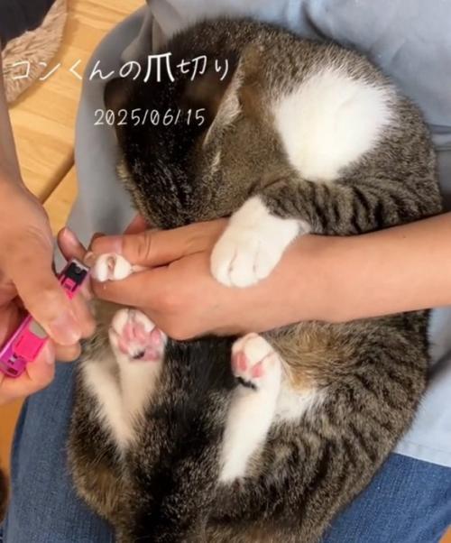 顔を隠す猫