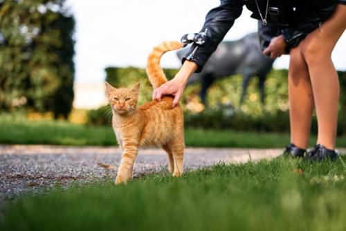 しっぽを立てる猫