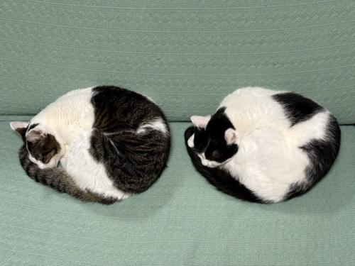 丸くなって眠る2匹の猫