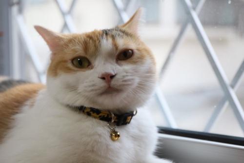 窓辺でこちらを見る猫