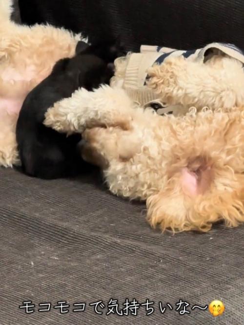 茶色の犬と寝る子猫