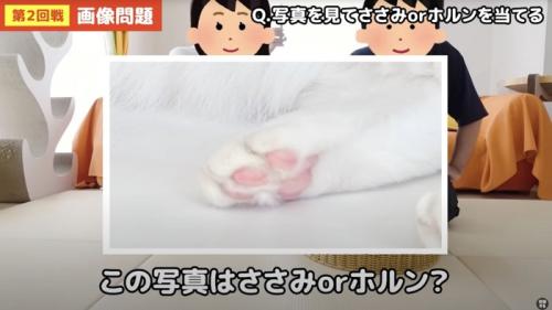 猫の肉球の画像