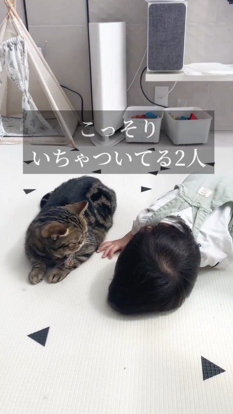 赤ちゃんを見つめる猫