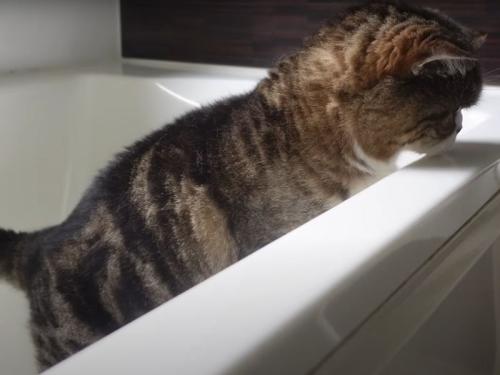 浴槽からのぞく猫