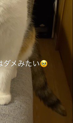 左右に揺れる猫のしっぽ