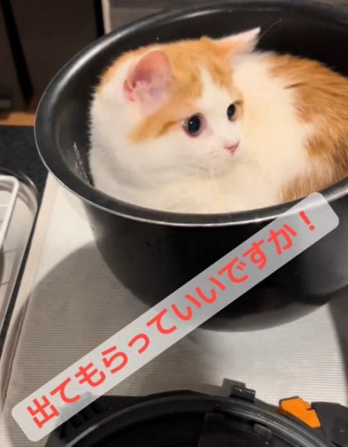 横を向く猫