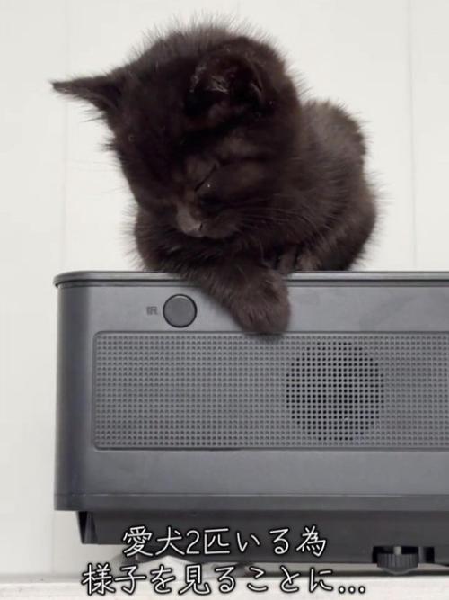 座って寝ている子猫