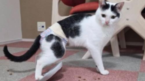 室内にいる猫