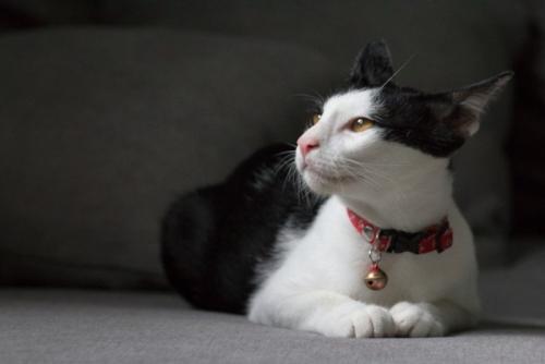 赤い首輪に大きな鈴をつけた猫