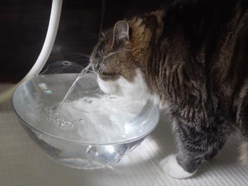 水をかぶる猫