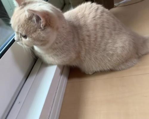 外を見ているむぎちゃん