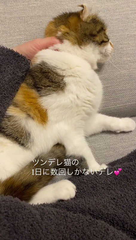飼い主に撫でられて気持ち良さそうにしている猫