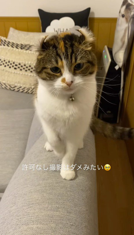 ゆっくりと元の位置に戻る猫