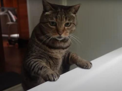 浴槽をのぞく猫