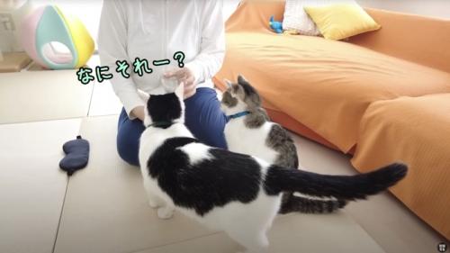 女性に近づく猫2匹