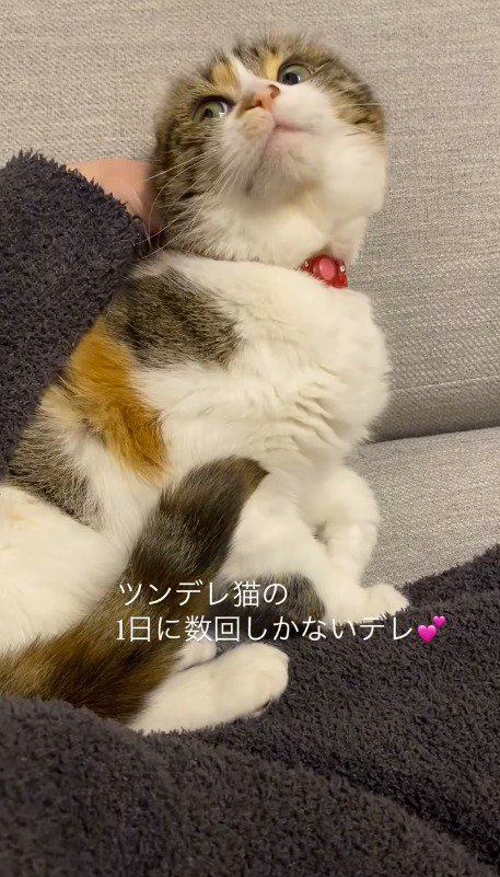 自分を撫でる飼い主を見つめる猫