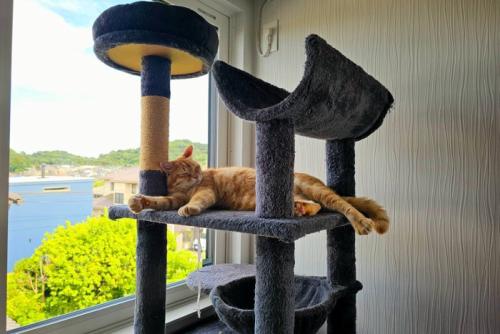 キャットタワーで快適そうに眠る猫