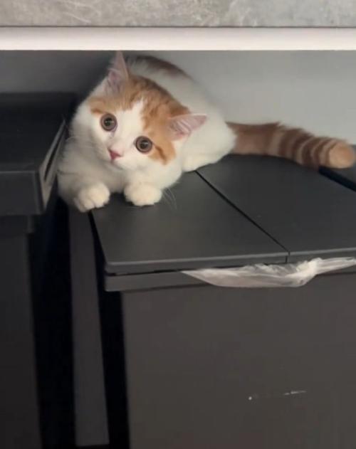 座る猫