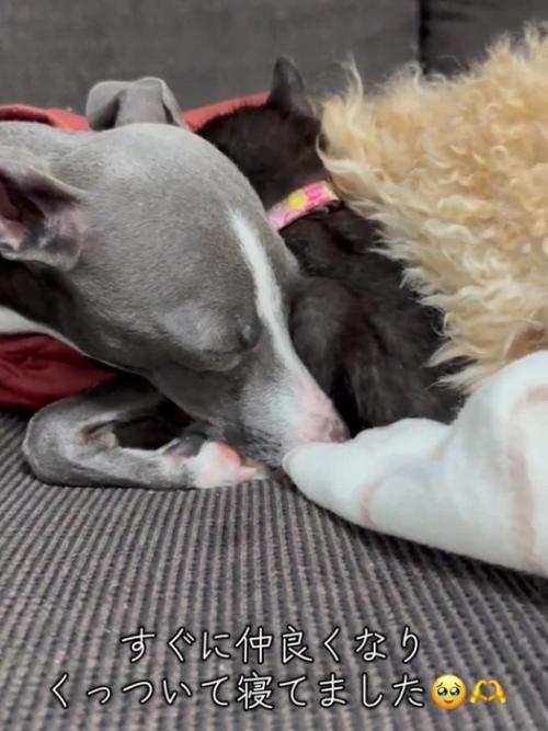 犬たちの間で寝る子猫