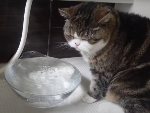 お風呂場の猫