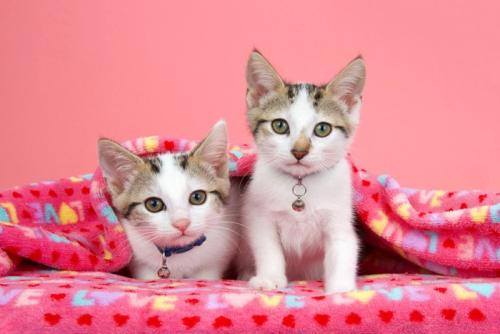 鈴をつけた2匹の子猫