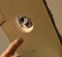 キャットウォークに開いた穴から見える猫の顔