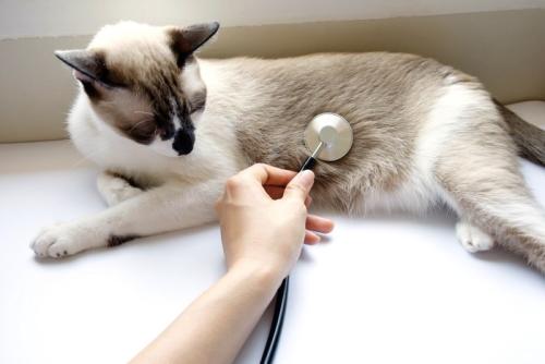 お腹に聴診器を当てられる猫