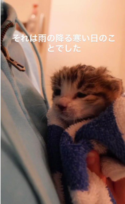 人に抱かれている子猫